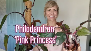 Philodendron 'Pink Princess' | let's get more Pink with propagation | care tips