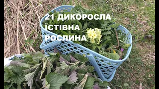 Великий огляд весняних їстівних дикоросів, або Подорож до лісового супермаркету. Чуду з кропивою.