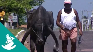 Últimas bocanadas - ¡Ahora en alta calidad! (Documental completo)