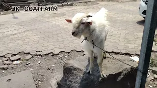 AFTER BATH BANTAM 🐐#jk_goatfarm #trending #youtubeindia #youtubeshorts #youtube #goat