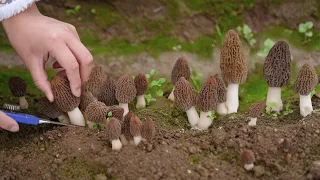 Cooking Giant Wild Morel Mushroom!