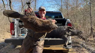Catching beavers and boar hogs. (Nasty mud to cold water)