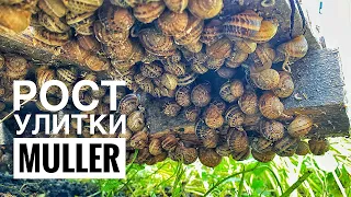 Как растет улитка Muller | Июль 2023 | Заглядываем под поддоны | Helix Aspersa Muller