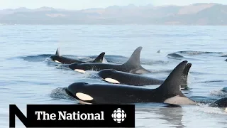 How salmon are key to locating endangered southern resident killer whales