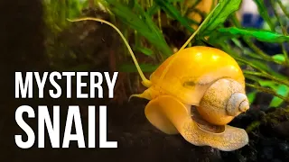 7 Reasons Why I Like Mystery Snails (and 3 Reasons Why I Don't)