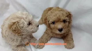 Toy poodle puppies, 35 days old, by Caniche Pudel Philippines