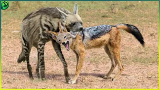 14 Most Insane Animal Fights Caught on Camera