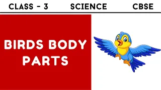 Class 3 Science Ch 8 - Birds Body Parts | How Birds Fly for Class 3 CBSE in Hindi - English