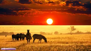 African Music | African Savannah | Relax, Study & Ambience