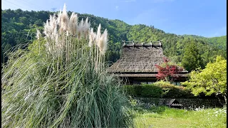 Exploring Miyama: Japan’s Timeless Thatched-Roof Village(4K ASMR)
