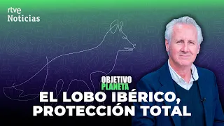 LOBO IBÉRICO-MILÁ: ¿Por qué tiene PROTECCIÓN TOTAL? ¿Es necesario CONTROLAR su POBLACIÓN? | RTVE