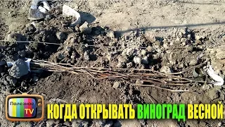 КОГДА ОТКРЫВАТЬ ВИНОГРАД ВЕСНОЙ 2020