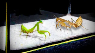Brown mantis VS Green mantis