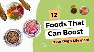 Feed Your Dog Like a Pro: Top Tips for a Longer, Healthier Life! | Shocking Truth About Dog Food!