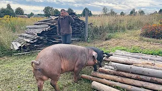 ШУТКИ ЗАКОНЧИЛИСЬ! СВИНЬИ ВЫБРАЛИСЬ НАРУЖУ! НАША ФЕРМА! ЖИЗНЬ ПРОСТЫХ ЛЮДЕЙ В ДЕРЕВНЕ!