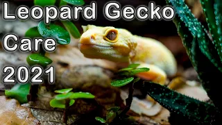 Leopard Gecko Complete Care Guide 2021