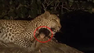 Leopard Hunting​ and Attack Monkey - Leopard Tries to Protects Baby Baboon