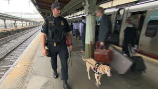 Heroic military dogs receive K-9 Medal of Courage