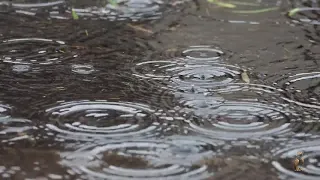 Антон Чехов Прости меня, мой ангел белоснежный