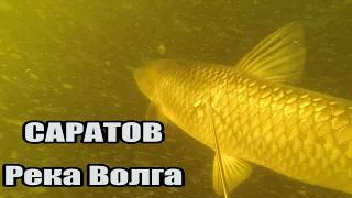 Подводная охота в Саратове на Судака, Сазана и Белого Амура 🐟 Река Волга