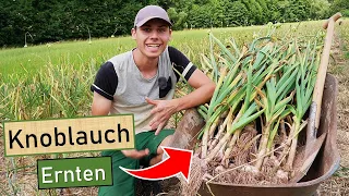 So erntest du richtig viel großen Knoblauch 😮🤩 Mit Tipps zu Anbau, Sortenwahl & Mulch vom Profi 👨‍🌾