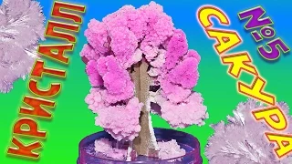 Выращивание кристаллов Magic Sakura D.I.Y FUN с Aliexpress. Отличный подарок!