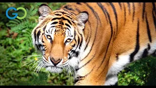 Saving the Last Tigers of Asia