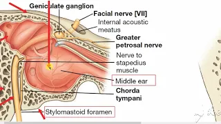 Middle ear boundaries 3