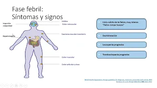 Fiebre por dengue: actualización del manejo clínico