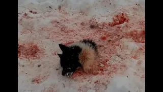 wolves only leave a dog's head after an attack. +18 footage.