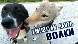 Умеют ли лаять волки?