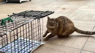 ひとりぼっちの子猫だったりんちゃん。保護当日の様子　637話