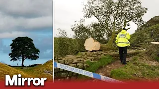 Teen arrested over cutting down of landmark Sycamore Gap tree on Hadrian’s Wall