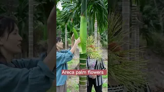 Areca Palm  Do You Know This Plant? #satisfying #short