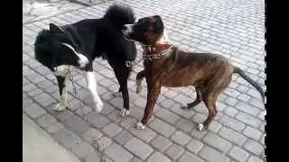 Настоящая дружба двух собак....