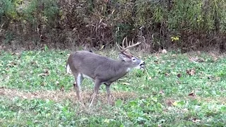 Provide Year-Round Nutrition for Deer and Reap the Benefits