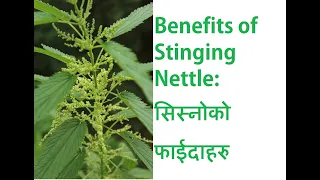 Health Benefits of Stinging Nettle — The Most Nutritious Plant On Earth? | सिस्नुको फाईदाहरु SISNU