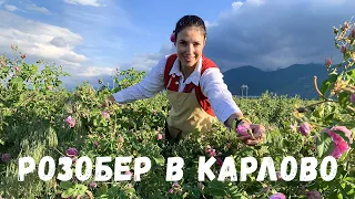 Rose picking in Karlovo | The Feast of the Rose