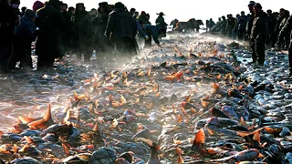 Net Fishing under Ice River Catch Hundreds Tons of Big Fish - Big Catch in the River #02