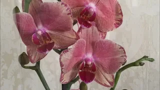 Шикарный завоз редких орхидей в Филфлору 13 октября   2019 г. Каменная Роза, Пират Пикоти