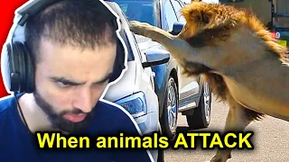 When Animals ATTACK Humans (NEAR DEATH EXPERIENCES)