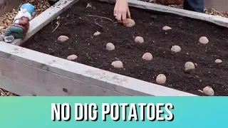 Potatoes 101: Just the Facts for No-Dig Potato Planting