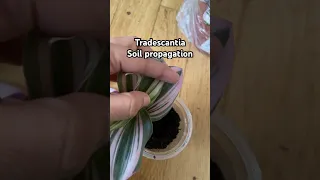 Tradescantia nanouk soil propagation #plants #indoorplants #propagation #shorts