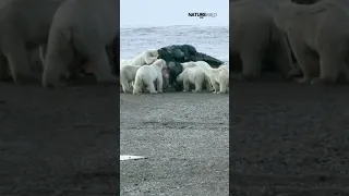 北极熊聚集在一起以一头死去的弓头鲸为食