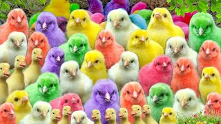 Tangkap Ayam Lucu, Ayam Warna Warni, Ayam pelangi, Ayam Rainbow, Bebek,Kucing,Kelinci,Hewan lucu #36