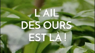 L'ail des ours est là !