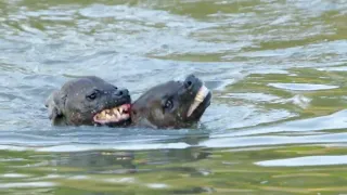 Hyena Tries Drowning Rival