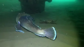 Stargazer fish buries itself