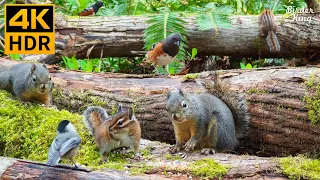 Cat TV for Cats to Watch 😺 Pretty Birds Chipmunks Squirrels in the Forest 🐿 8 Hours 4K HDR