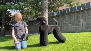 Terrier Trim - Standard Poodle